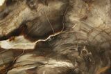 Polished Petrified Wood (Cypress) Slab - Saddle Mountain, WA #236584-1